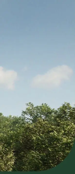 Vegetação preservada nas áreas verdes do Marco Norte